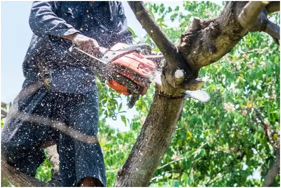 tree services Neah Bay